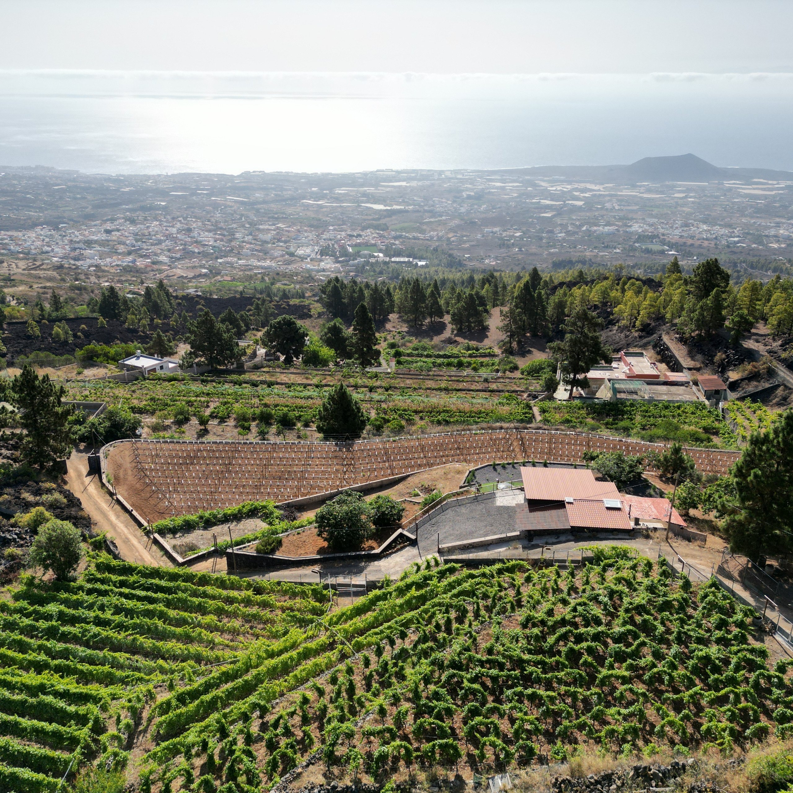 Bodegas Ferrera
